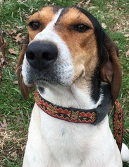 Treeing Walker Coonhound Dogs for adoption in Pottstown, PA, USA