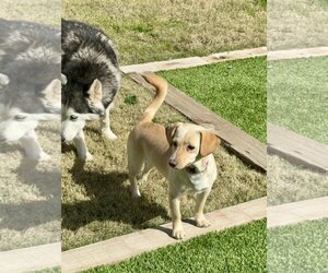 Dachshund-Labrador Retriever Mix Dogs for adoption in Escondido, CA, USA