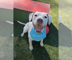 American Staffordshire Terrier-Unknown Mix Dogs for adoption in Calhoun, GA, USA