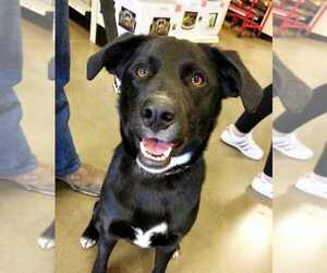 Borador Dogs for adoption in Boonville, MO, USA