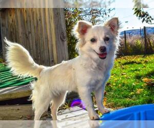Malchi Dogs for adoption in Prosser, WA, USA