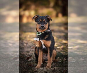Mutt Dogs for adoption in Plymouth, MN, USA