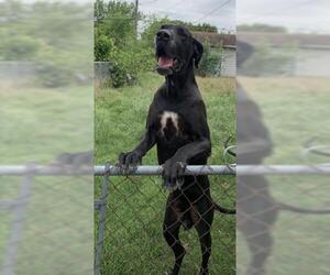 Great Dane Dogs for adoption in San Antonio, TX, USA