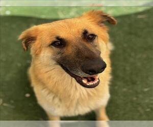 German Shepherd Dog-Unknown Mix Dogs for adoption in Texas City, TX, USA