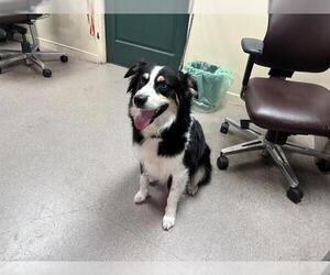 Australian Shepherd Dogs for adoption in Pasadena, CA, USA
