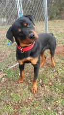 Rottweiler Dogs for adoption in Randleman, NC, USA