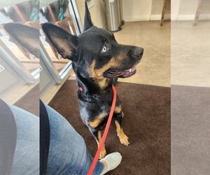Rottweiler-Unknown Mix Dogs for adoption in Mechanicsburg, PA, USA