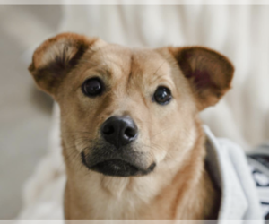 Mutt Dogs for adoption in San Ramon, CA, USA