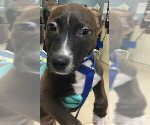 German Shepherd Dog-Unknown Mix Dogs for adoption in Riverside, CA, USA