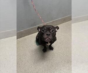 French Bulldog-Unknown Mix Dogs for adoption in Las Vegas, NV, USA