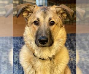 Anatolian Shepherd-Great Pyrenees Mix Dogs for adoption in Issaquah, WA, USA