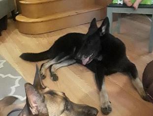 German Shepherd Dog Dogs for adoption in Devon, PA, USA