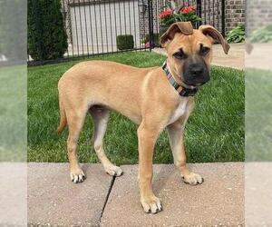 Black Mouth Cur Dogs for adoption in Chester, IL, USA