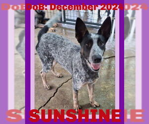 Mutt Dogs for adoption in Sebec, ME, USA