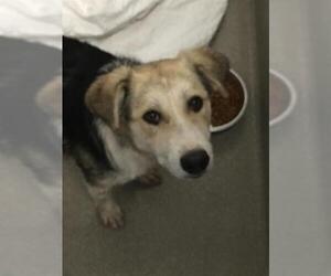 Beagle-Unknown Mix Dogs for adoption in Las Vegas, NV, USA