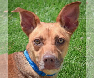 Unknown-Vizsla Mix Dogs for adoption in Huntley, IL, USA