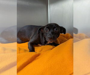 Chihuahua Dogs for adoption in Forestville, MD, USA