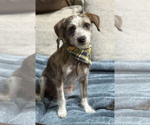 ShiChi Dogs for adoption in Phoenix, AZ, USA