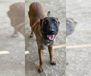 Mutt Dogs for adoption in Riverside, CA, USA