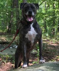 Plott Hound-Unknown Mix Dogs for adoption in Stone Mountain, GA, USA
