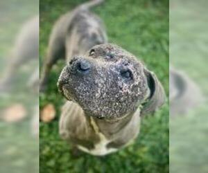 American Pit Bull Terrier Dogs for adoption in Claremore, OK, USA
