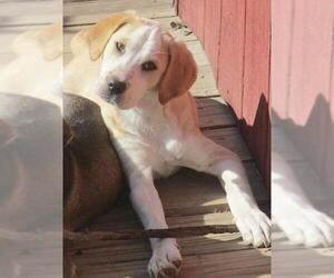 Treeing Walker Coonhound Dogs for adoption in Camden, SC, USA