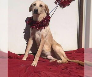 Golden Labrador Dogs for adoption in Bristol, CT, USA
