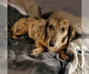 Dachshund Dogs for adoption in Glen Haven, WI, USA