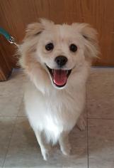 Pominese Dogs for adoption in Fargo, ND, USA