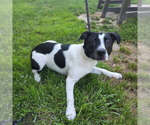 Rat Terrier-Unknown Mix Dogs for adoption in Long Beach, CA, USA