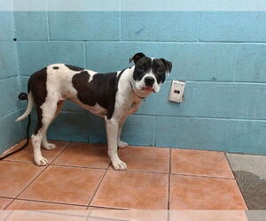 American Pit Bull Terrier-Unknown Mix Dogs for adoption in Downey, CA, USA