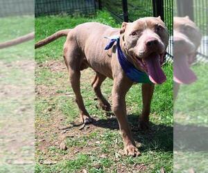 American Bulldog-Unknown Mix Dogs for adoption in San Antonio, TX, USA