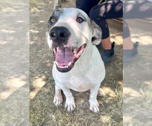 Mutt Dogs for adoption in Tulsa, OK, USA