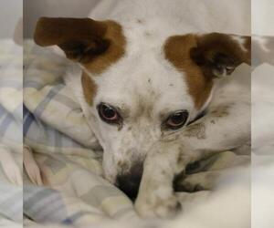 Mutt Dogs for adoption in San Antonio, TX, USA