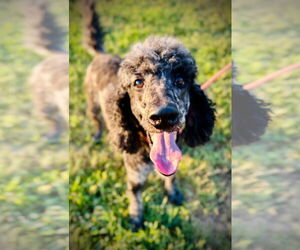 Aussiedoodle Dogs for adoption in Pacolet, SC, USA