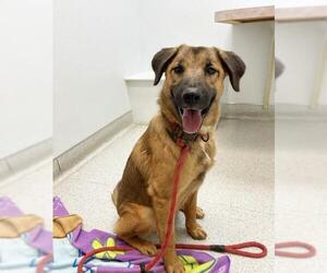 Shepradors Dogs for adoption in Milpitas, CA, USA