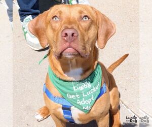 Labrador Retriever-Unknown Mix Dogs for adoption in Washington, DC, USA