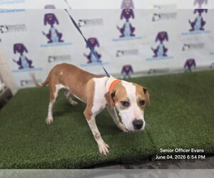 Mutt Dogs for adoption in Orlando, FL, USA