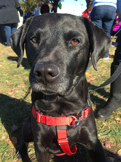 Labrador Retriever Dogs for adoption in Annandale, VA, USA