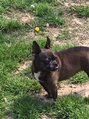 Buggs Dogs for adoption in Texarkana, TX, USA