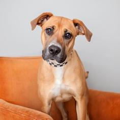 Rhodesian Ridgeback Dogs for adoption in Mission Hills, CA, USA