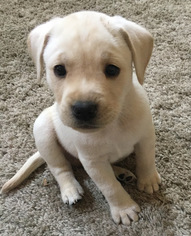 Medium Photo #6 Labrador Retriever-Unknown Mix Puppy For Sale in Kennesaw, GA, USA