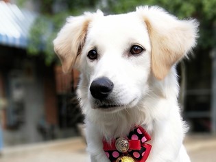 Golden Labrador Dogs for adoption in San Francisco, CA, USA