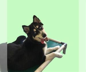 Siberian Husky Dogs for adoption in Long Beach, CA, USA