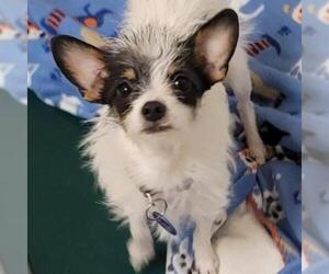 Chihuahua Dogs for adoption in Tempe, AZ, USA
