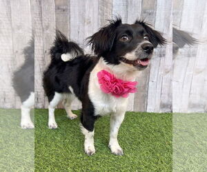 Chihuahua-Unknown Mix Dogs for adoption in Corona, CA, USA