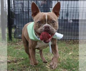 Boston Terrier-Unknown Mix Dogs for adoption in San Antonio, TX, USA