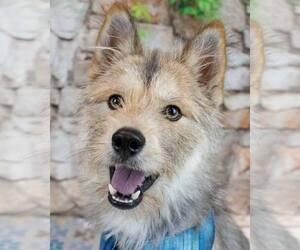 Mutt Dogs for adoption in Kennesaw, GA, USA