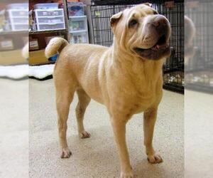 Chinese Shar-Pei Dogs for adoption in York, SC, USA
