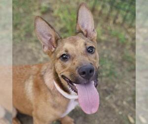 Mutt Dogs for adoption in San Antonio, TX, USA